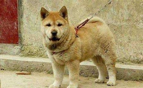 怎么样养宠物狗