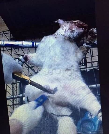 养的猫死了怎么 养的猫死了怎么