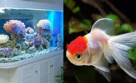 夏天怎么养金鱼花
