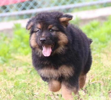 牧羊幼犬怎么养