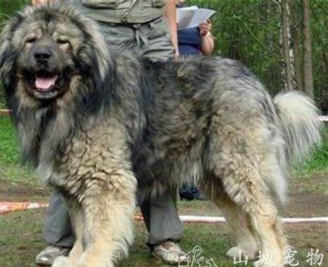 怎么养高加索犬视频 怎么养高加索犬视频