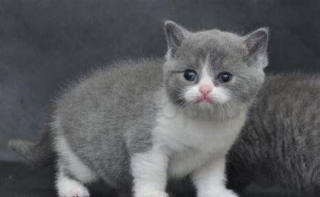 英国蓝猫怎么养