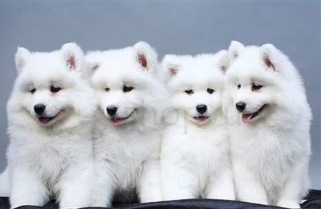 摩萨犬怎么养