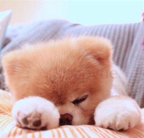 两个月的博美怎么养视频