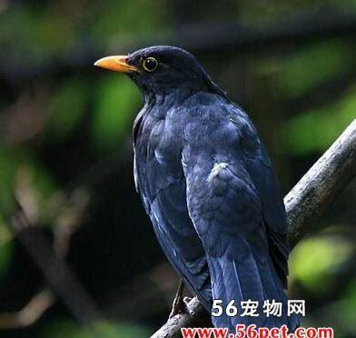乌鸫怎么养活 乌鸫怎么养活