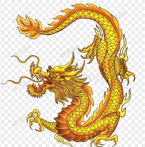 怎么样养金龙