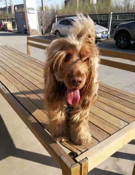 英卡犬怎么养 英卡犬怎么养