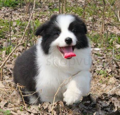 边境牧羊犬 怎么养