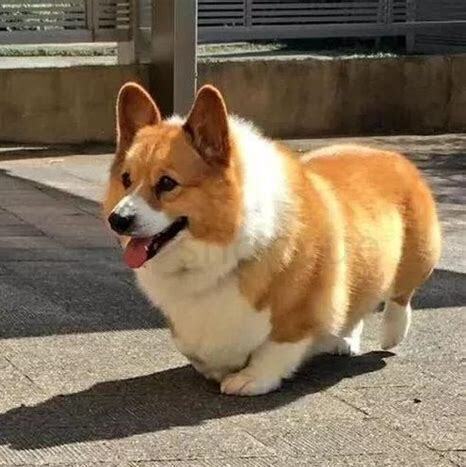 大柯基怎么养