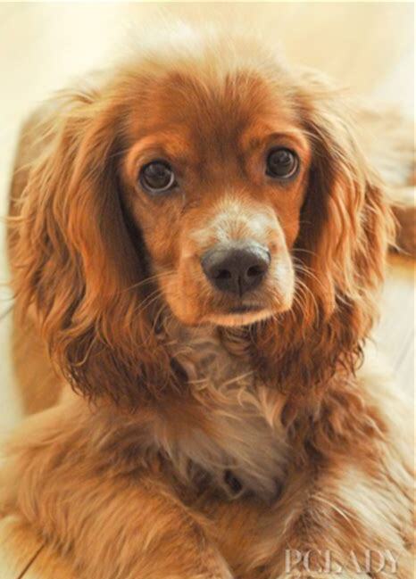 怎么养可卡犬视频