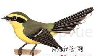 红喉姬鹟怎么养，小仙鹟鸟的饲养方法