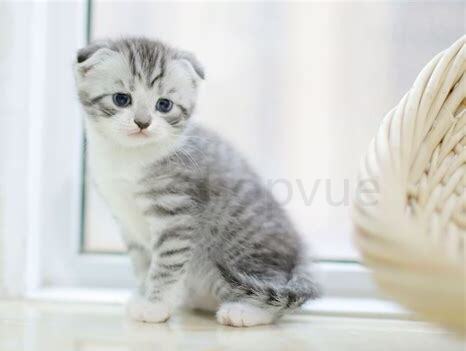 蓝猫折耳怎么养