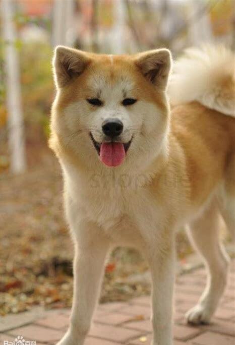 秋田犬怎么养胖