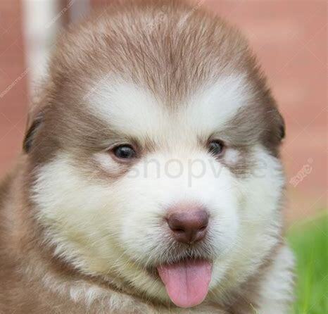 怎么养幼犬阿拉斯加