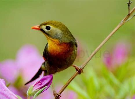 虎皮幼鸟怎么养