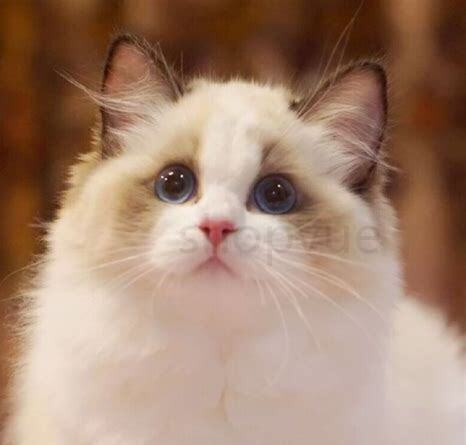 长毛猫怎么养毛好