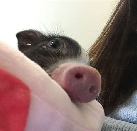 想养狗咋办