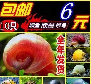 怎么养苹果螺