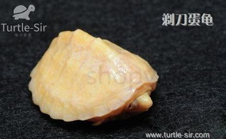 剃刀怎么养比较好