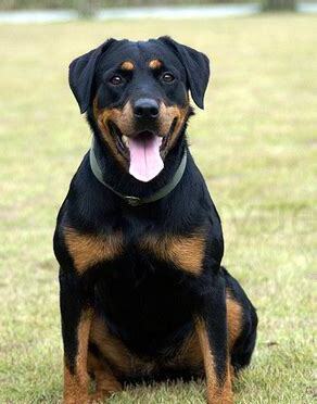 怎么养罗威纳犬幼犬