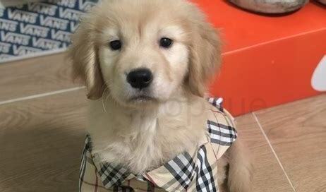 金毛三个月怎么养 金毛三个月怎么养