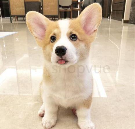 如何养小柯基幼犬,怎么养小柯基