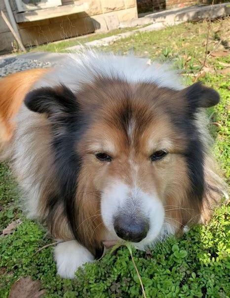 苏牧怎么喂养