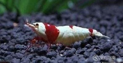虾菇怎么养 虾菇怎么养