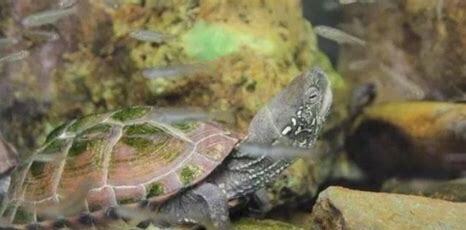 草龟干养怎么养好