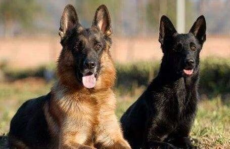 东德牧羊犬怎么养 东德牧羊犬怎么养