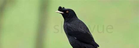成年八哥怎么养饲养