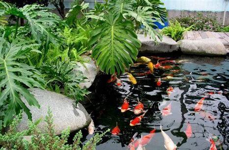 鱼池怎么养锦鲤鱼