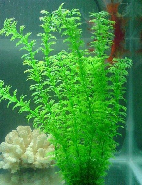 水族箱水草怎么养的