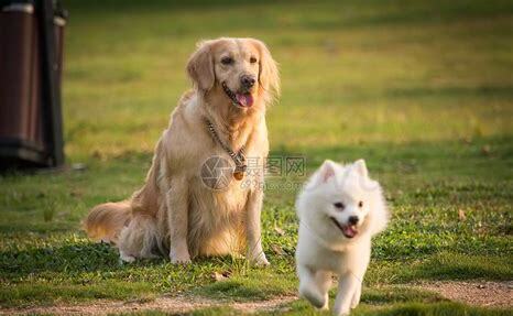 在楼上怎么养金毛犬