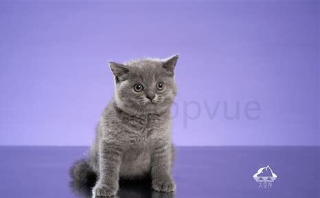 满月猫怎么养