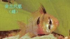荷兰凤凰怎么养