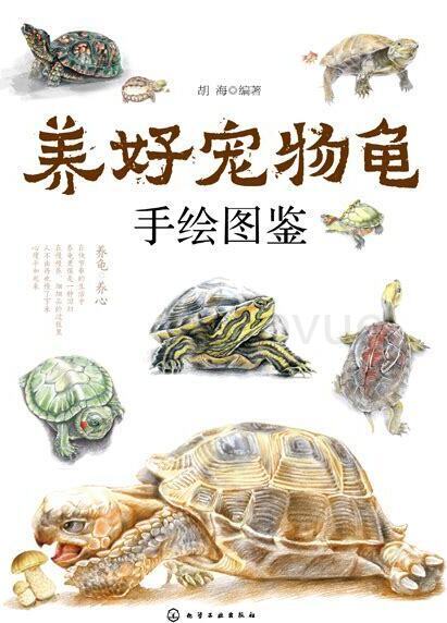 草龟干养怎么养