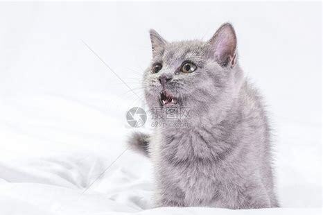 怎么养好蓝猫