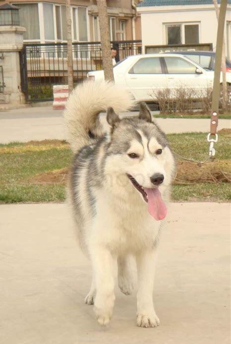 雪橇犬怎么养