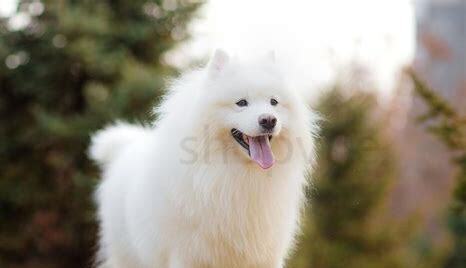 萨摩犬幼犬怎么养