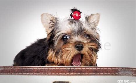 贵宾犬2个月怎么养