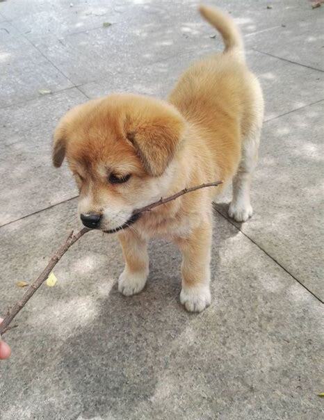 幼犬土狗怎么养
