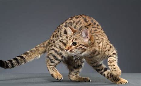 怎么养孟加拉豹猫视频