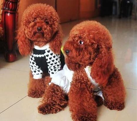 贵宾幼犬怎么养最好
