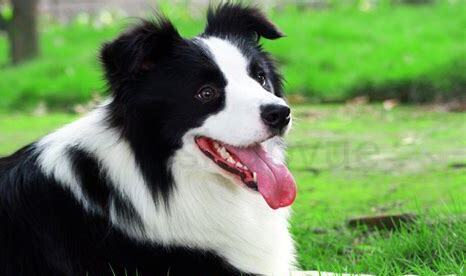 怎么养边境牧羊犬