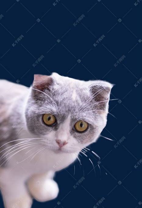 猫咪怎么样养