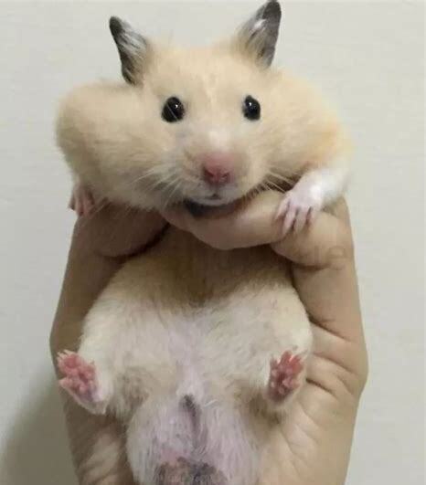 怎么养怀孕的仓鼠视频