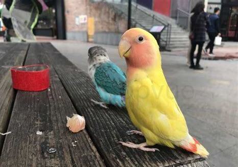 怎么养熟鹦鹉幼鸟