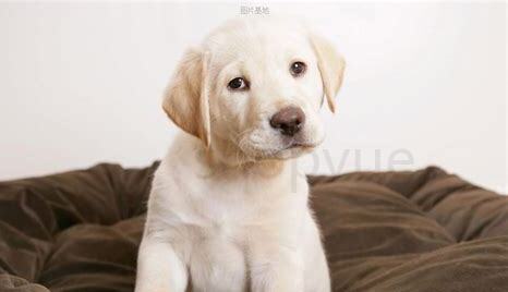 小细狗怎么养才能养活