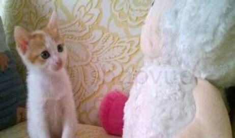 2月小猫怎么养胖